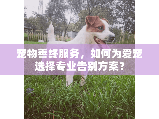 宠物善终服务，如何为爱宠选择专业告别方案？