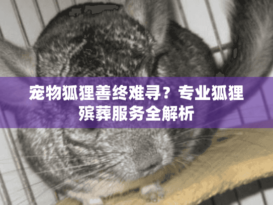 宠物狐狸善终难寻？专业狐狸殡葬服务全解析