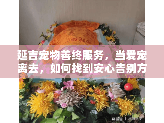 延吉宠物善终服务，当爱宠离去，如何找到安心告别方式？