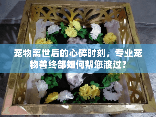 宠物离世后的心碎时刻，专业宠物善终部如何帮您渡过？
