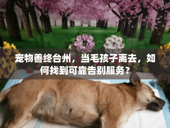 宠物善终台州，当毛孩子离去，如何找到可靠告别服务？