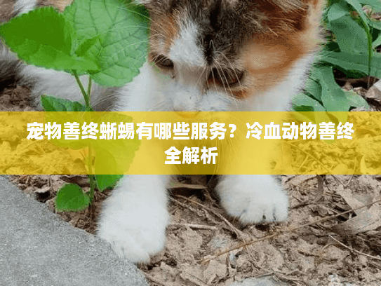 宠物善终蜥蜴有哪些服务？冷血动物善终全解析