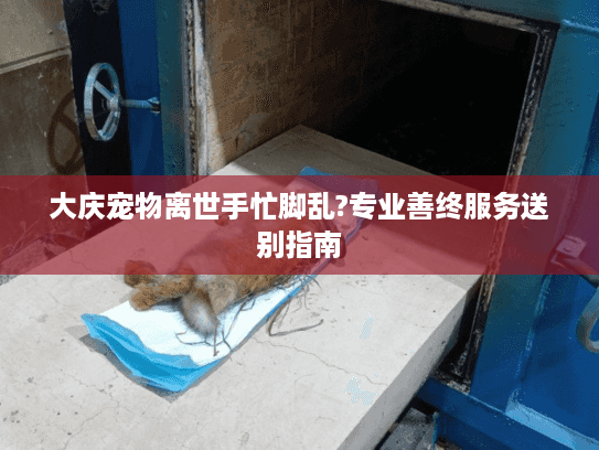大庆宠物离世手忙脚乱?专业善终服务送别指南