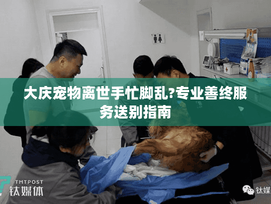 大庆宠物离世手忙脚乱?专业善终服务送别指南