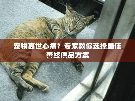 宠物离世心痛？专家教你选择最佳善终供品方案