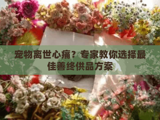 宠物离世心痛？专家教你选择最佳善终供品方案