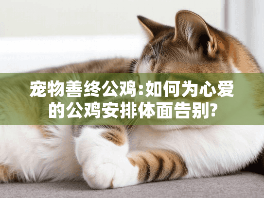 宠物善终公鸡:如何为心爱的公鸡安排体面告别?