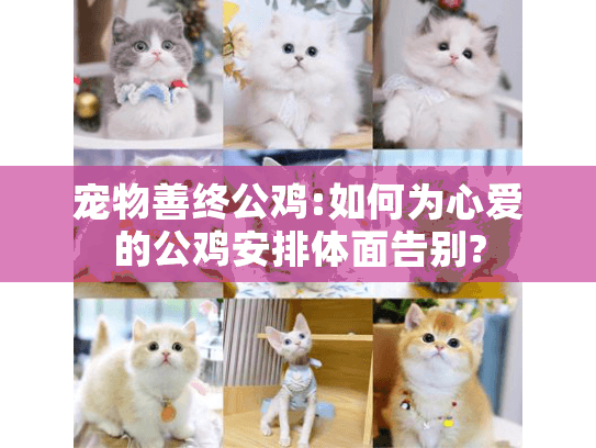 宠物善终公鸡:如何为心爱的公鸡安排体面告别?