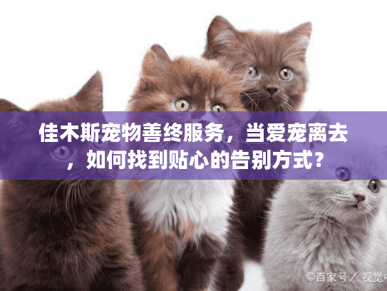 佳木斯宠物善终服务，当爱宠离去，如何找到贴心的告别方式？