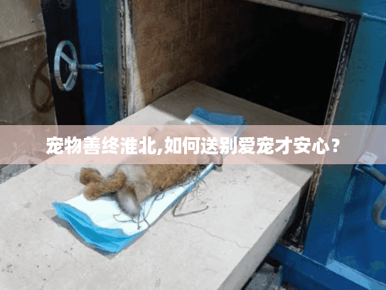 宠物善终淮北,如何送别爱宠才安心？