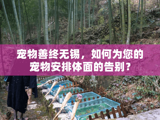 宠物善终无锡，如何为您的宠物安排体面的告别？