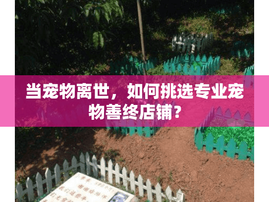 当宠物离世，如何挑选专业宠物善终店铺？