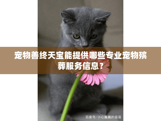 宠物善终天宝能提供哪些专业宠物殡葬服务信息？