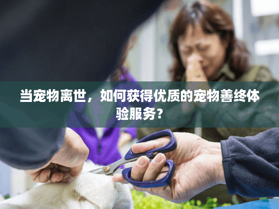 当宠物离世，如何获得优质的宠物善终体验服务？
