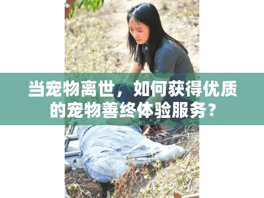当宠物离世，如何获得优质的宠物善终体验服务？