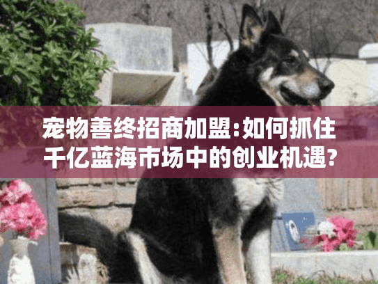 宠物善终招商加盟:如何抓住千亿蓝海市场中的创业机遇?