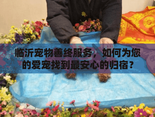 临沂宠物善终服务，如何为您的爱宠找到最安心的归宿？