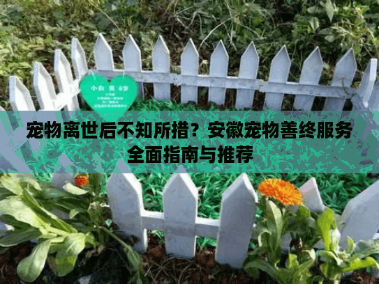 宠物离世后不知所措？安徽宠物善终服务全面指南与推荐