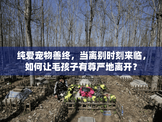 纯爱宠物善终，当离别时刻来临，如何让毛孩子有尊严地离开？