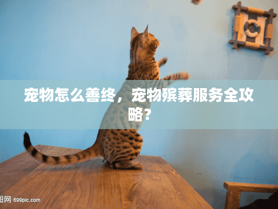 宠物怎么善终，宠物殡葬服务全攻略？