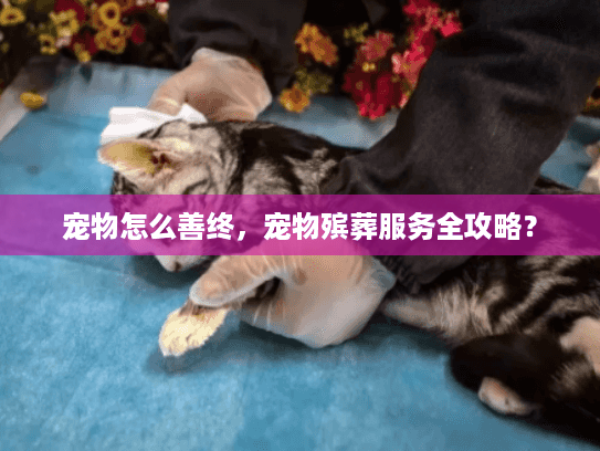 宠物怎么善终，宠物殡葬服务全攻略？
