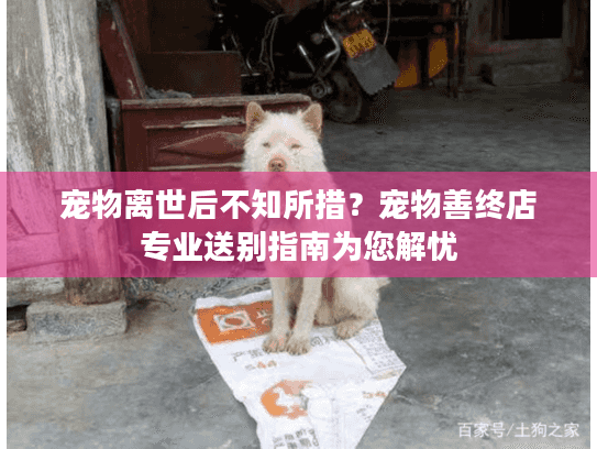 宠物离世后不知所措？宠物善终店专业送别指南为您解忧