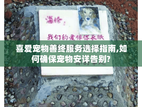 喜爱宠物善终服务选择指南,如何确保宠物安详告别?