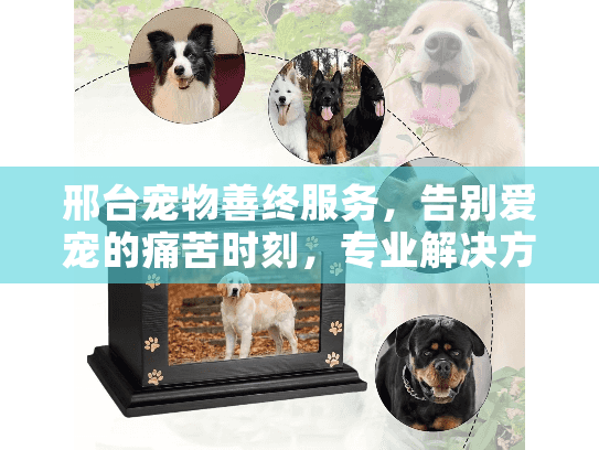 邢台宠物善终服务，告别爱宠的痛苦时刻，专业解决方案在这里