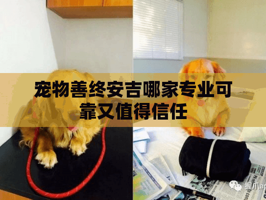 宠物善终安吉哪家专业可靠又值得信任