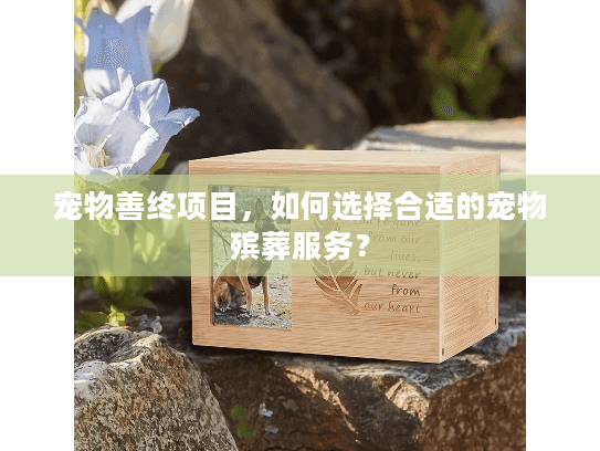 宠物善终项目，如何选择合适的宠物殡葬服务？