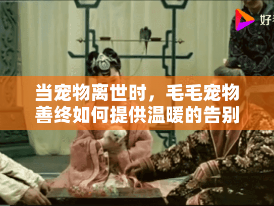 当宠物离世时，毛毛宠物善终如何提供温暖的告别服务？