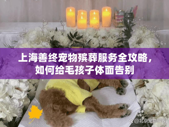 上海善终宠物殡葬服务全攻略，如何给毛孩子体面告别