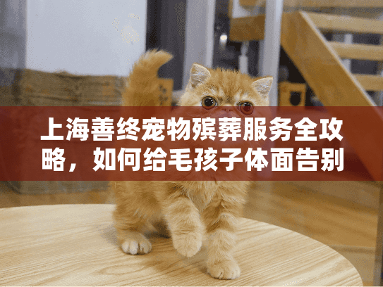 上海善终宠物殡葬服务全攻略，如何给毛孩子体面告别