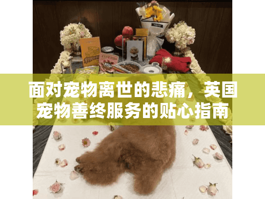 面对宠物离世的悲痛，英国宠物善终服务的贴心指南