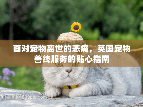 面对宠物离世的悲痛，英国宠物善终服务的贴心指南