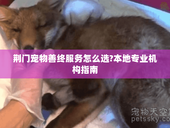 荆门宠物善终服务怎么选?本地专业机构指南
