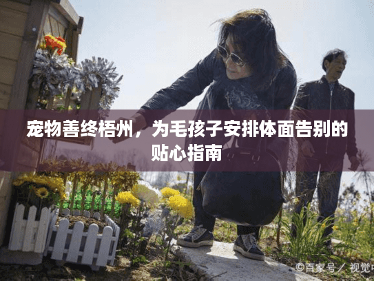 宠物善终梧州，为毛孩子安排体面告别的贴心指南