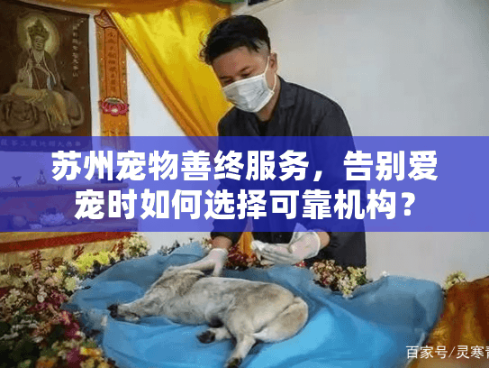 苏州宠物善终服务，告别爱宠时如何选择可靠机构？