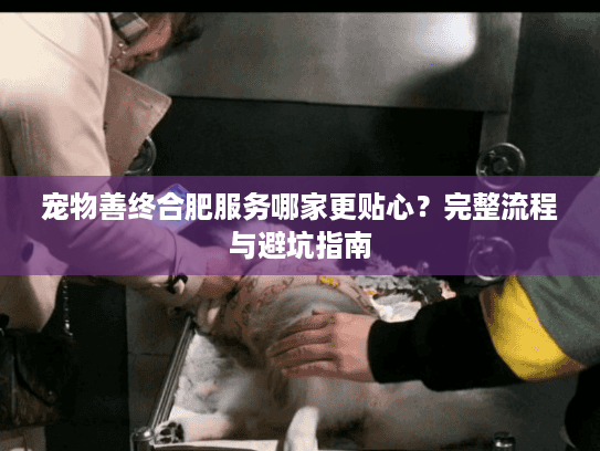 宠物善终合肥服务哪家更贴心？完整流程与避坑指南