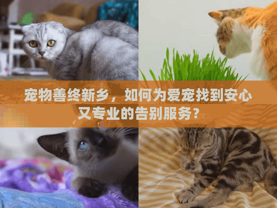宠物善终新乡，如何为爱宠找到安心又专业的告别服务？