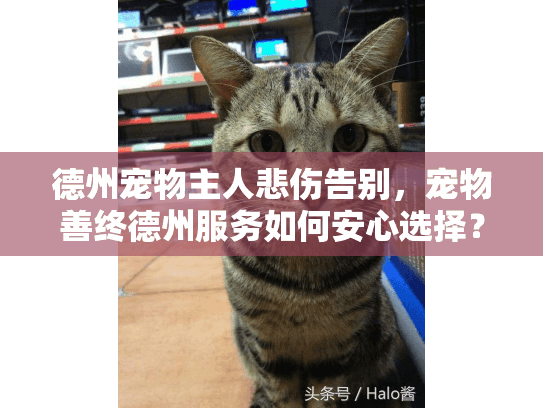 德州宠物主人悲伤告别，宠物善终德州服务如何安心选择？