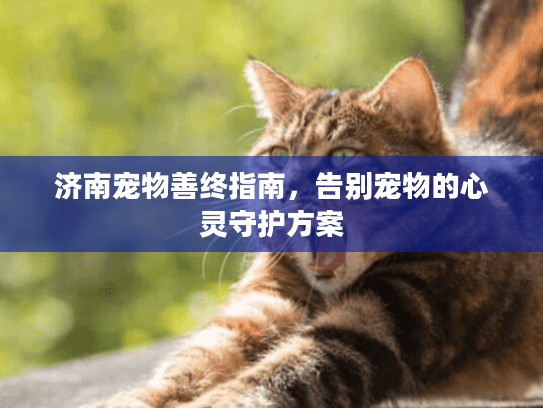 济南宠物善终指南，告别宠物的心灵守护方案
