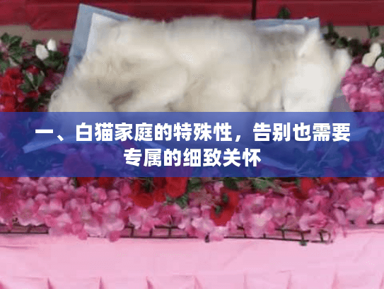 一、白猫家庭的特殊性，告别也需要专属的细致关怀