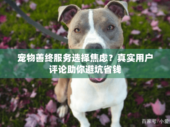 宠物善终服务选择焦虑？真实用户评论助你避坑省钱