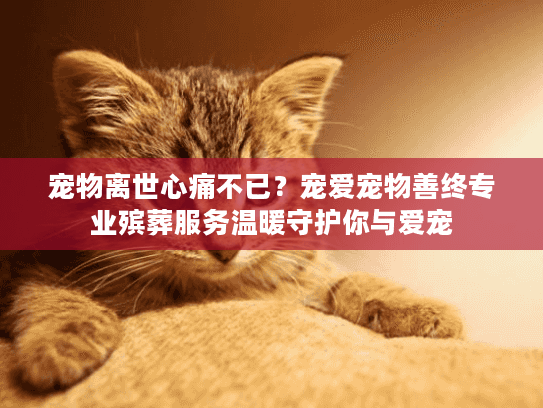 宠物离世心痛不已？宠爱宠物善终专业殡葬服务温暖守护你与爱宠