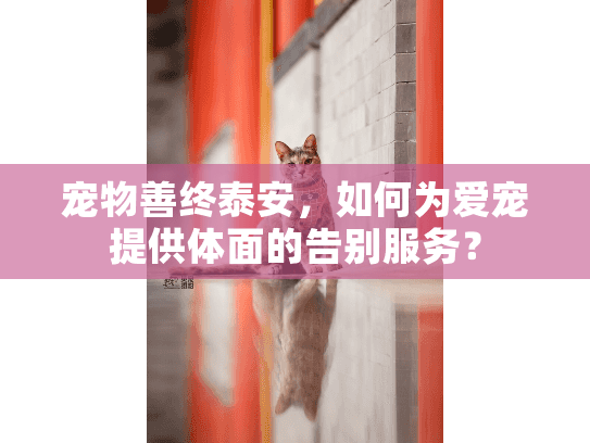 宠物善终泰安，如何为爱宠提供体面的告别服务？