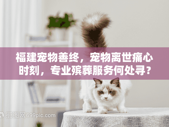 福建宠物善终，宠物离世痛心时刻，专业殡葬服务何处寻？