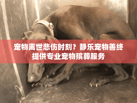 宠物离世悲伤时刻？静乐宠物善终提供专业宠物殡葬服务