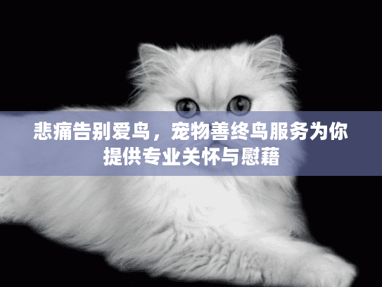 悲痛告别爱鸟，宠物善终鸟服务为你提供专业关怀与慰藉