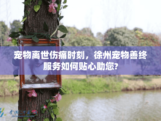 宠物离世伤痛时刻，徐州宠物善终服务如何贴心助您?